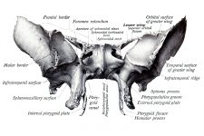 Anatomy Of A Human Skull 15