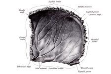 Anatomy Of A Human Skull 18