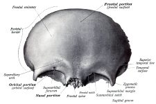 Anatomy Of A Human Skull 19
