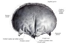 Anatomy Of A Human Skull 20