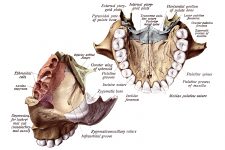Anatomy Of A Human Skull 24
