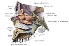 Anatomy Of A Human Skull 25