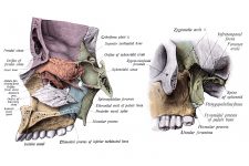 Anatomy Of A Human Skull 26