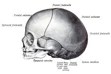 Anatomy Of A Human Skull 27