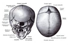 Anatomy Of A Human Skull 28