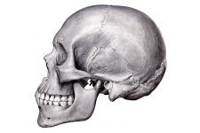 Anatomy Of A Human Skull 4