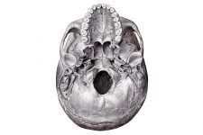 Anatomy Of A Human Skull 5