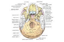 Anatomy Of A Human Skull 6