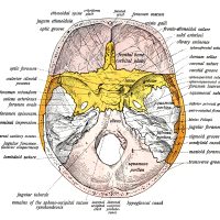 Anatomy of a Human Skull