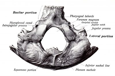 Anatomy Of A Human Skull 13