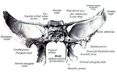 Anatomy Of A Human Skull 16