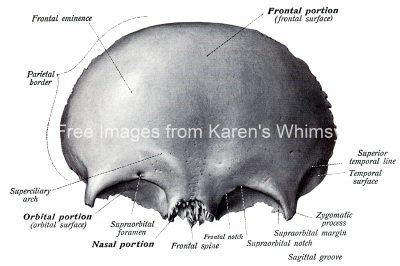 Anatomy Of A Human Skull 19