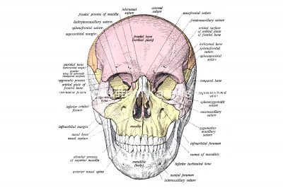 Anatomy Of A Human Skull 2