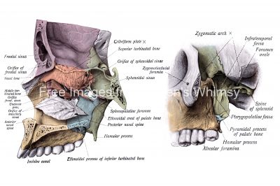 Anatomy Of A Human Skull 26