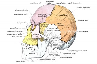 Anatomy Of A Human Skull 3