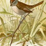 Sparrow Images 2 - Swamp Sparrow
