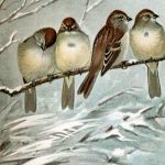 Sparrow Images 8 - Tree Sparrows