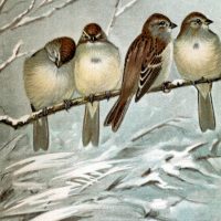 Sparrow Images
