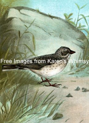 Sparrow Images 4 - Vesper Sparrow
