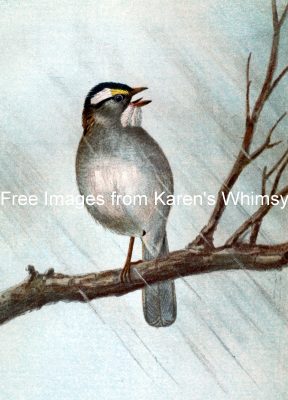 Sparrow Images 6 - White Throated Sparrow