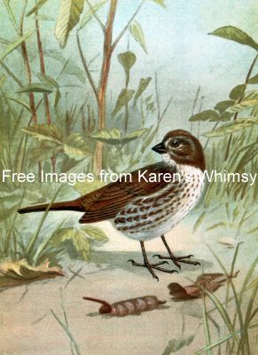 Sparrow Images 7 - Fox Sparrow