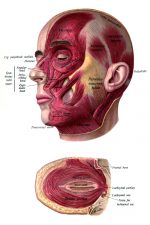 Anatomy Of A Head 1