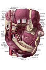 Anatomy Of A Head 10