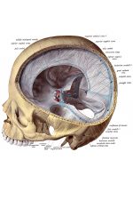 Anatomy Of A Head 11