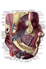 Anatomy Of A Head 12