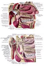 Anatomy Of A Head 13