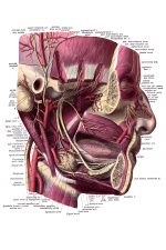 Anatomy Of A Head 14