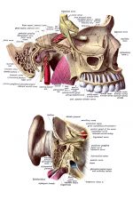 Anatomy Of A Head 15