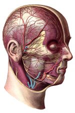 Anatomy Of A Head 17