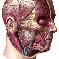Anatomy of a Head
