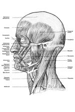 Anatomy Of A Head 18