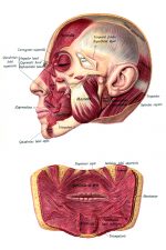 Anatomy Of A Head 2