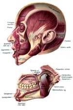 Anatomy Of A Head 3