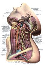 Anatomy Of A Head 6