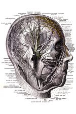 Anatomy Of A Head 7