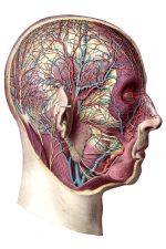 Anatomy Of A Head 9