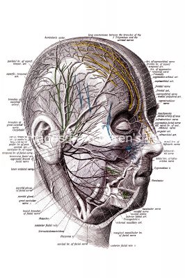 Anatomy Of A Head 16