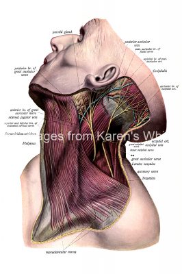 Anatomy Of A Head 4