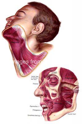 Anatomy Of A Head 5