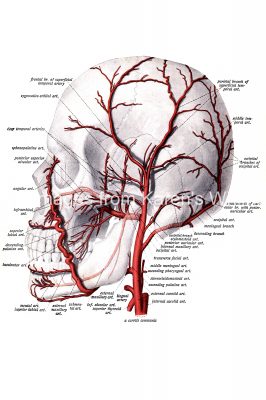 Anatomy Of A Head 8