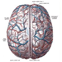 Drawings of the Brain