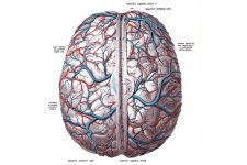 Drawings Of The Brain 1