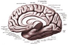 Drawings Of The Brain 10
