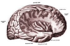 Drawings Of The Brain 11