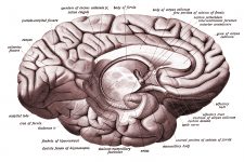 Drawings Of The Brain 12