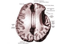 Drawings Of The Brain 13